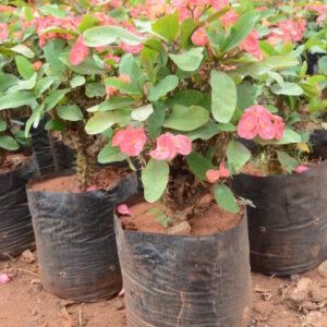 Euphorbia Pink 2
