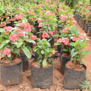 Euphorbia Pink
