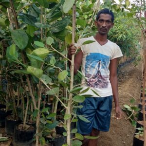 Ficus Benghalensis 18X18