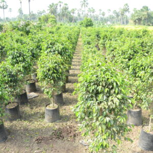 Ficus Black  10