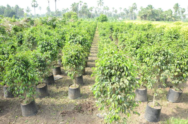 Ficus Black 10