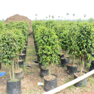 Ficus Black  11