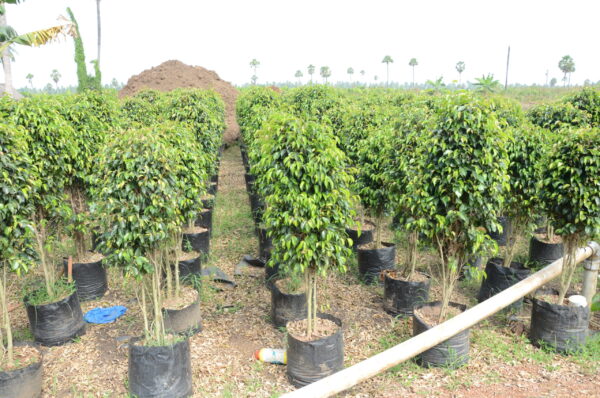 Ficus Black 11