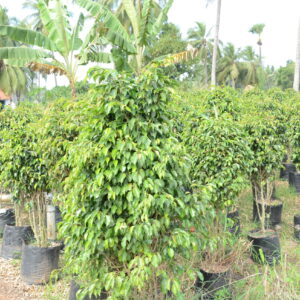 Ficus Black  12