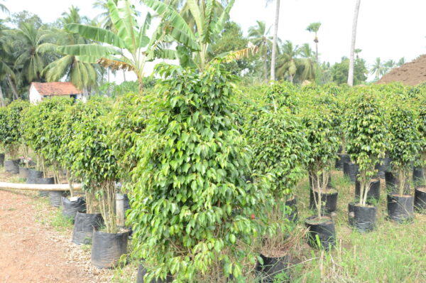 Ficus Black 12