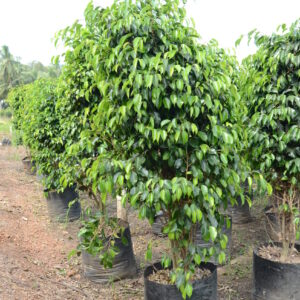 Ficus Black  13