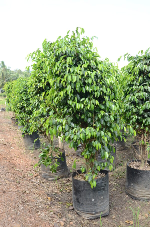 Ficus Black 13