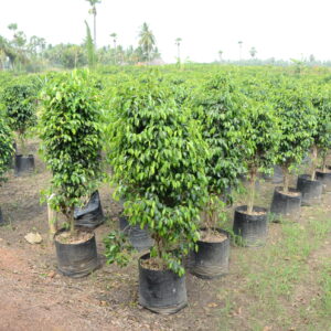 Ficus Black  14