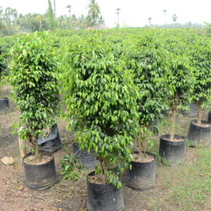 Ficus Black  15