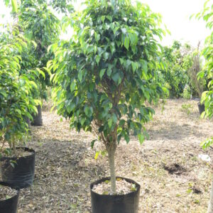 Ficus Black (2)