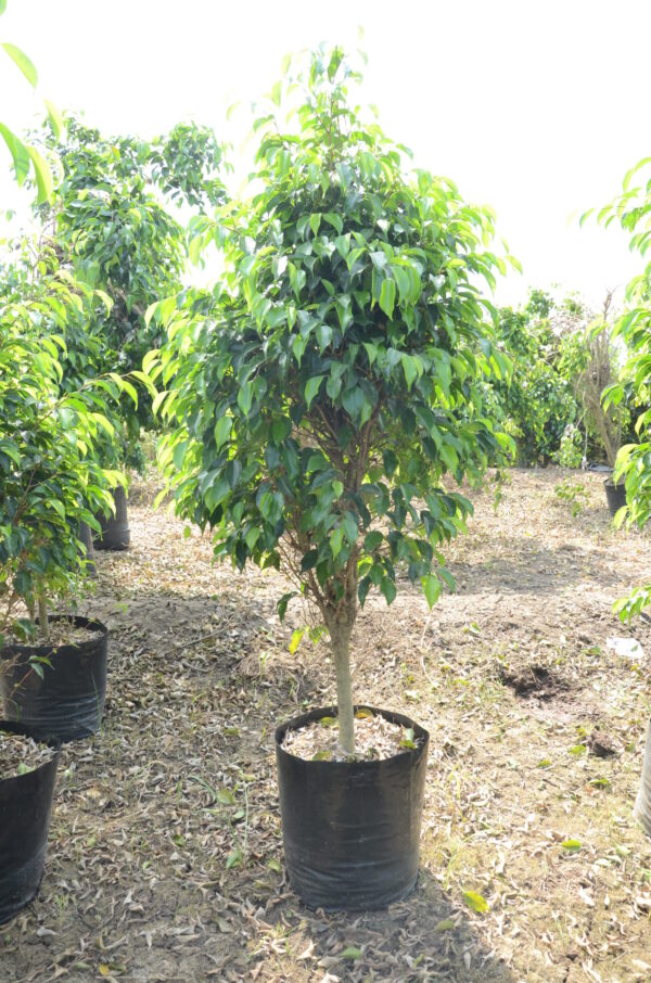 Ficus Black 2