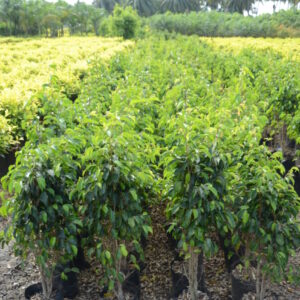 Ficus Black 3