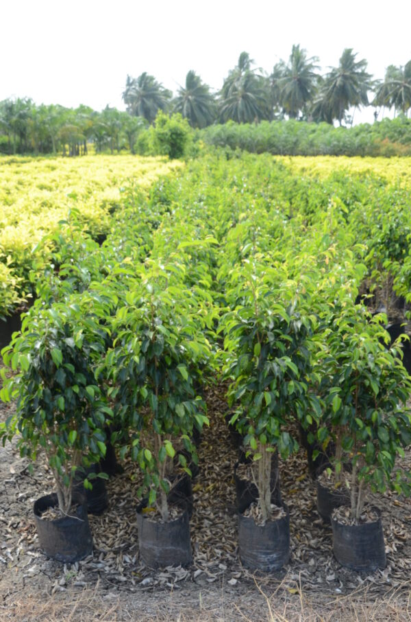 Ficus Black 3
