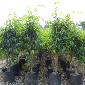 Ficus Black 4