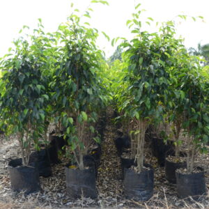 Ficus Black 5