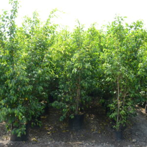 Ficus Black 6
