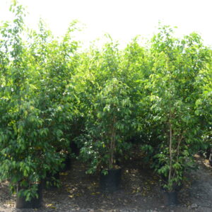 Ficus Black 7
