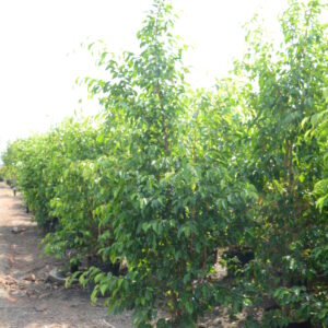 Ficus Black 8