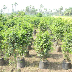 Ficus Black  9