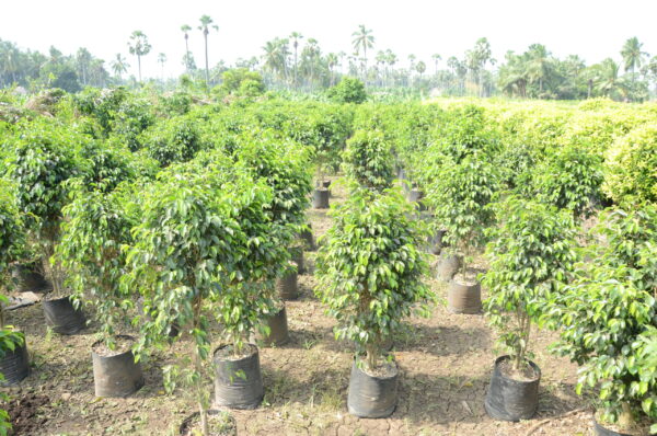Ficus Black  9