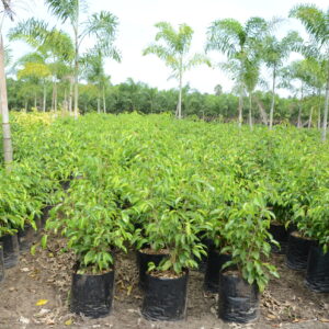 Ficus Black
