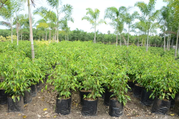 Ficus Black