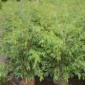 Ficus Nuda