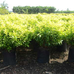 Ficus Panda 1