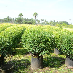 Ficus Panda 10