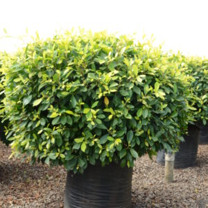 Ficus Panda 11