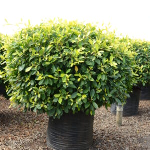 Ficus Panda 12