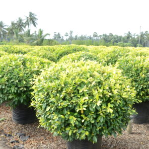 Ficus Panda 13