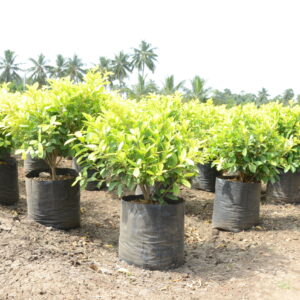 Ficus Panda 14