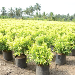 Ficus Panda 15