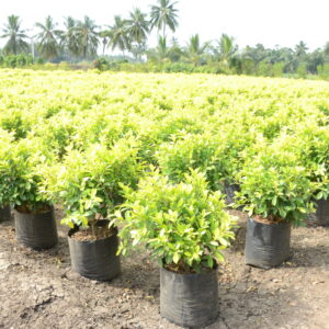 Ficus Panda 16