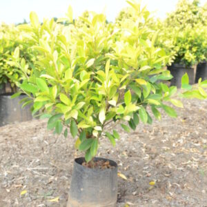 Ficus Panda 17