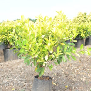 Ficus Panda 18