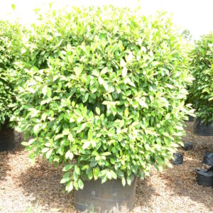 Ficus Panda 19