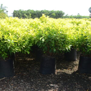 Ficus Panda 2