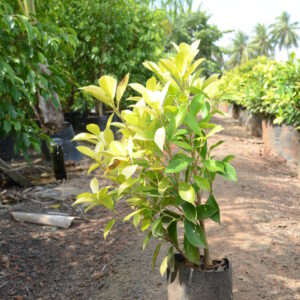 Ficus Panda 20