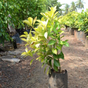 Ficus Panda 21