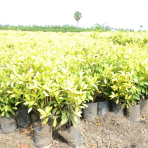 Ficus Panda 22