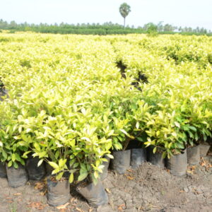 Ficus Panda 23