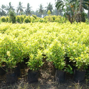 Ficus Panda 24