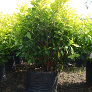 Ficus Panda 3