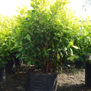 Ficus Panda 4