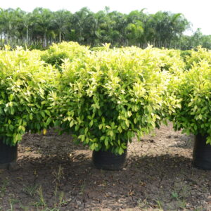 Ficus Panda 6
