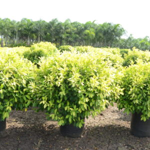 Ficus Panda 7