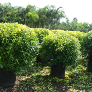 Ficus Panda 8