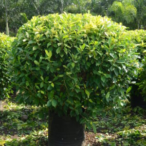 Ficus Panda 9